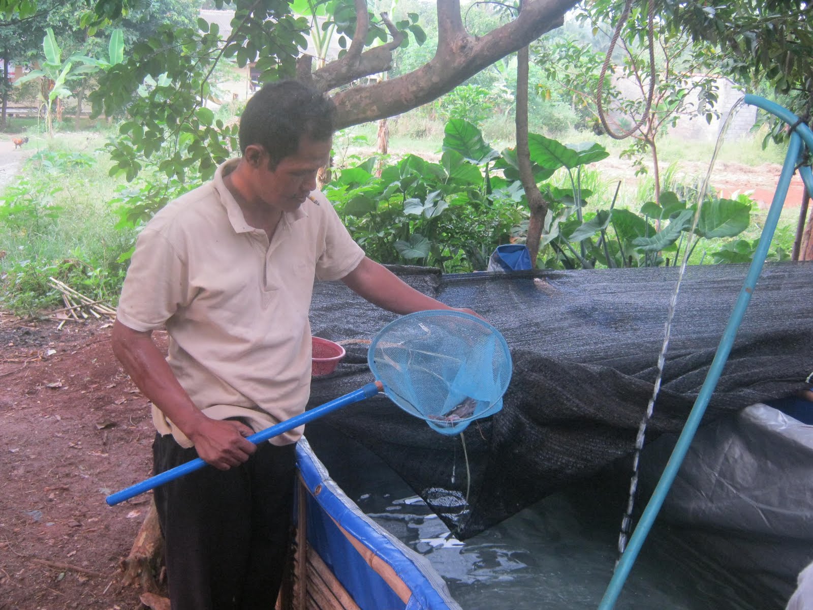 pusatleledepok Pusat Peternakan Ikan  Lele ENTONG CIHERANG 