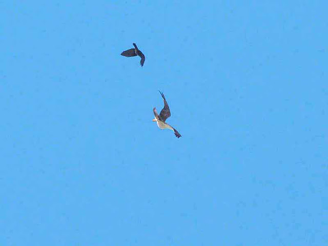 Crow chases Osprey