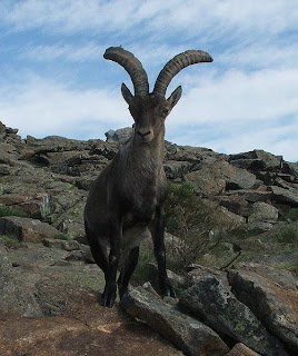 animales-raros-cabra-montesa