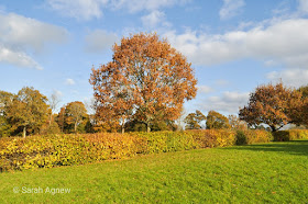 Autumn colours at Wakehurst in Sussex, photos by Sarah Agnew Modernbricabrac