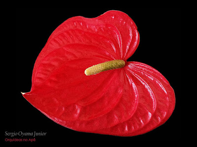 Anthurium andraeanum