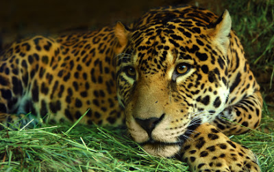 Jaguar on Ci  Ncias Da Natureza  Conheces Este Animal    Jaguar