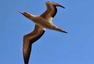 Gannet Muriwai 5