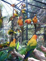 Bali Bird Park