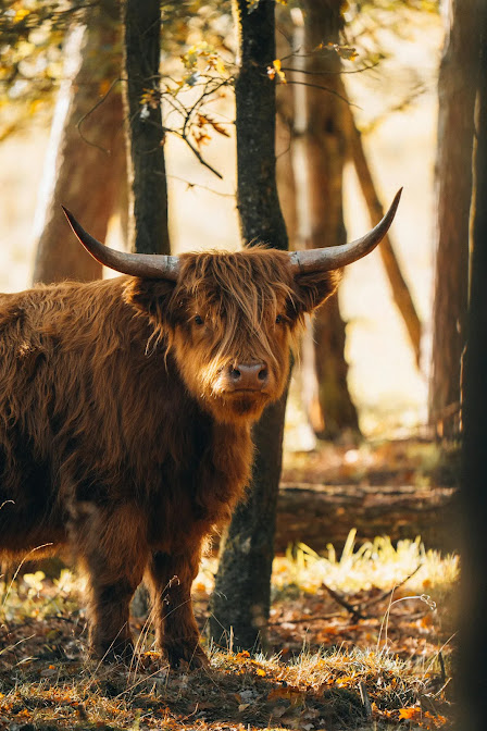 mini highland cow