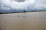 Dampak Banjir Desa Panyingkiran Rawamerta, Petani Alami Kerugian