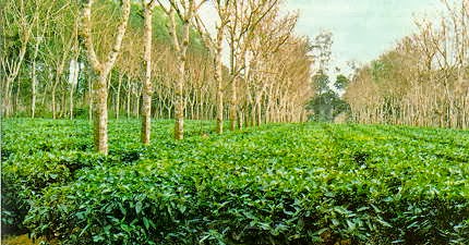 Beragam Praktek Agroforestri di Indonesia ~ FORESTER UNTAD 