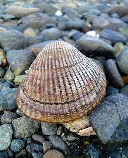 kode alam kerang darah