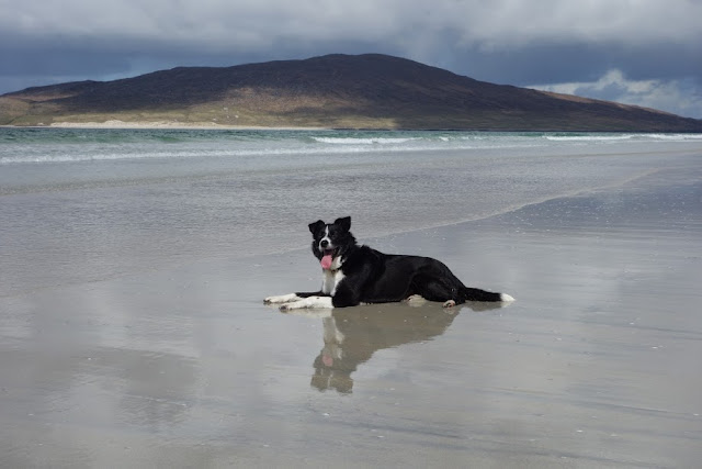 Uig Sands Lewis Dog