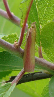 Oncocera semirubella DSC54931