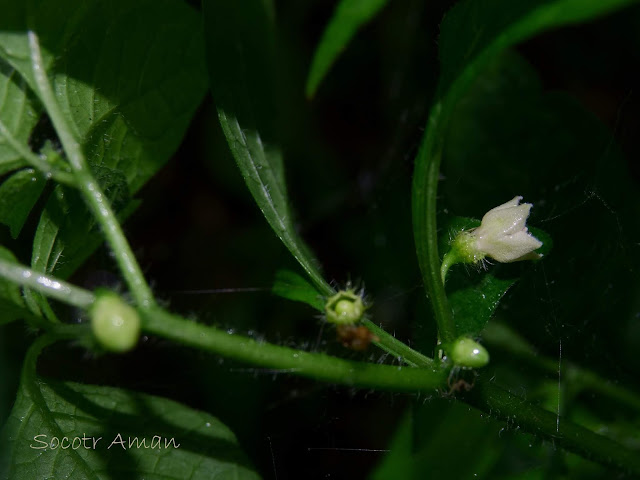 Physaliastrum echinatum