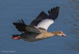 Birds in Flight Photography: Testing EOS iTR AF on the Canon EOS 7D Mark II