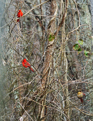 two male and one female cardinal in bare branches