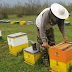Τέλος στις παράνομες τοποθετήσεις κυψελών μελισσιών, προσπαθεί να βάλει το Α.Τ Παραμυθιάς. 