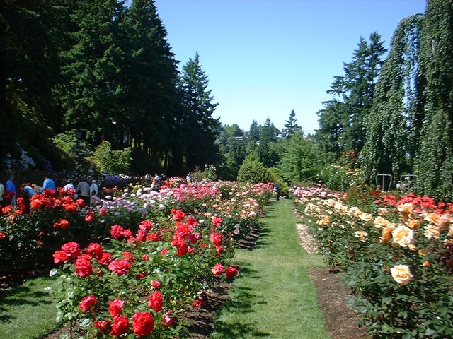 PORTLAND ROSE GARDEN