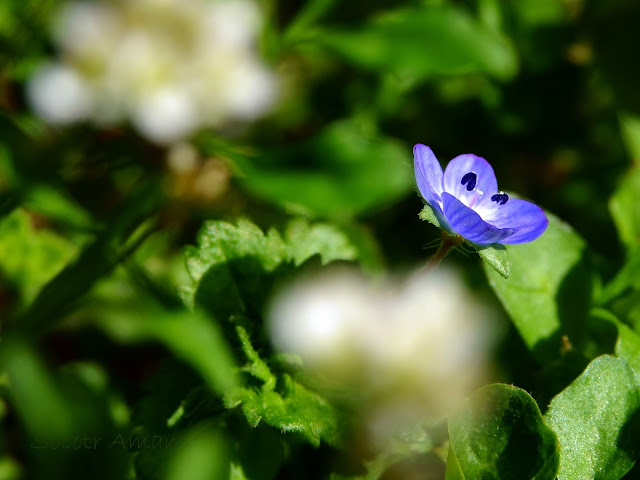 Veronica persica