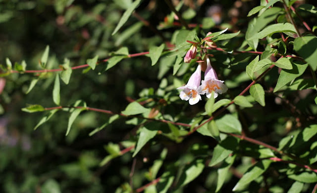 Abelia Parvifolia Flowers