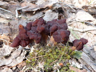 Gyromitre commun - Gyromitra esculenta