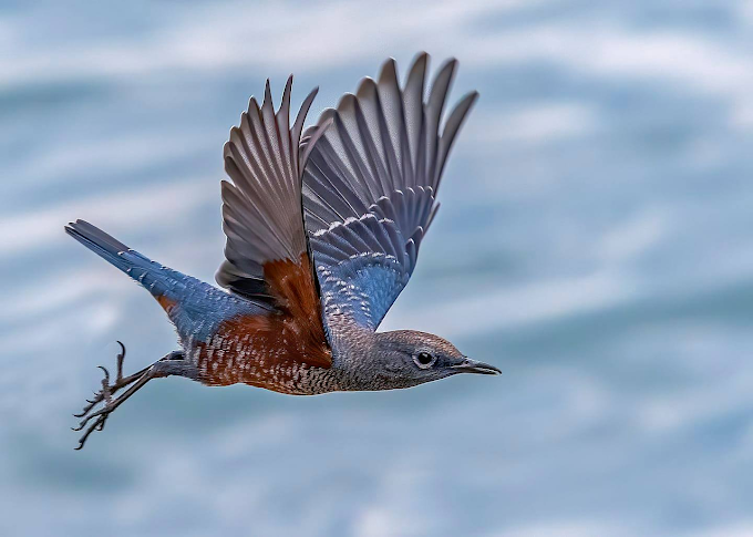 Blue Rock Thrush