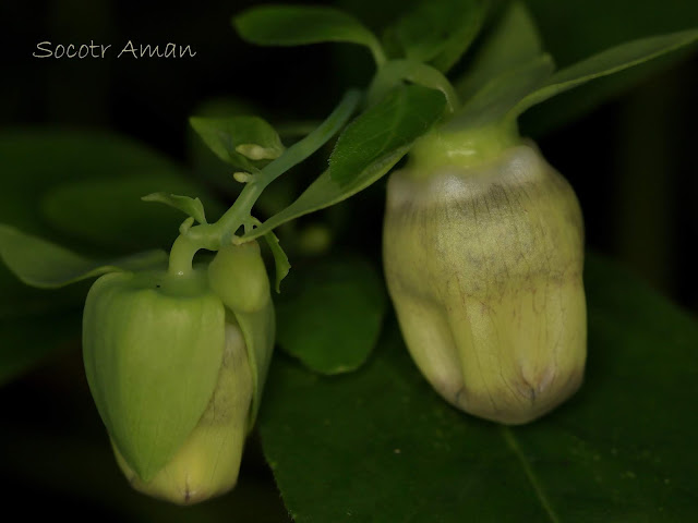 Codonopsis lanceolata