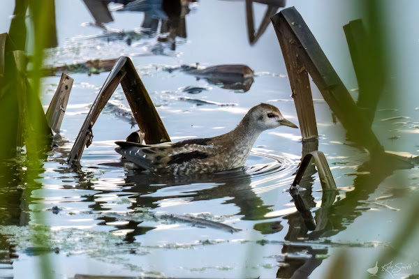 Little crake