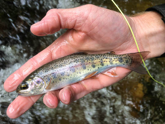 Wild rainbow trout in the Great Smoky Mountain backcountry
