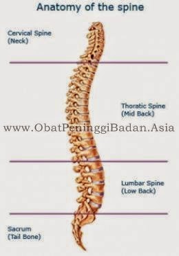 Cari 10 Cara Menambah Tinggi Badan Dengan Cepat Secara Alami, Tips Kesehatan, Tips Kesehatan