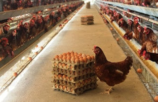 Cara Usaha Ternak Ayam Petelur