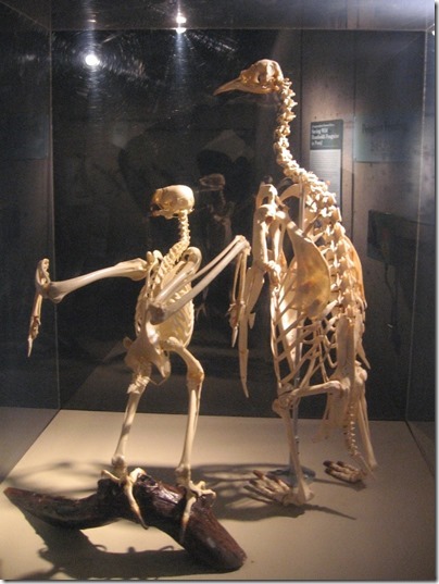 IMG_0487 Emperor Penguin & Golden Eagle Skeletons at the Oregon Zoo in Portland, Oregon on November 10, 2009