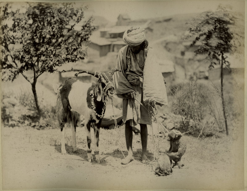 Indian Tamahsa Wallah (Street Entertainer) with his Monkeys and Goat - 1880's