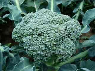 Ini Pupuk Dasar Brokoli yang Menentukan Hasil Panen dan Besar Kecilnya Krop