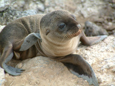 Cute Seal Seen On www.coolpicturegallery.us