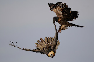 Rituale di dominazione e vendetta con piume di avvoltoio