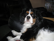 my dog