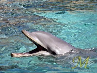 Sea World Dolphin