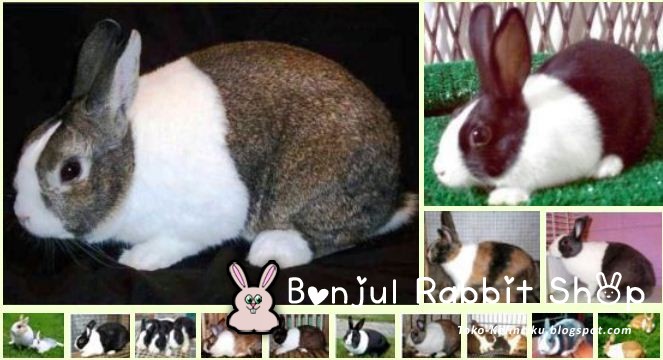  Jenis  Jenis  Kelinci  Toko Kelinciku Bonjul Rabbit Shop 