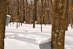 sugar bush near Wild River State Park 