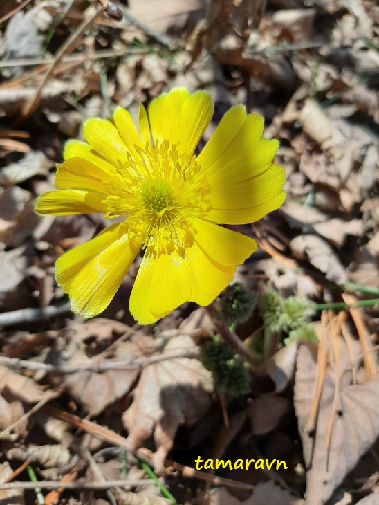 Адонис амурский (Adonis amurensis)