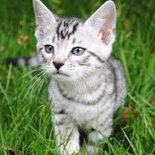 Mistpaw