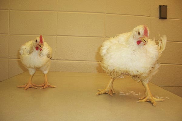 Tips Sukses Usaha Berternak Ayam Potong Untuk Pemula 