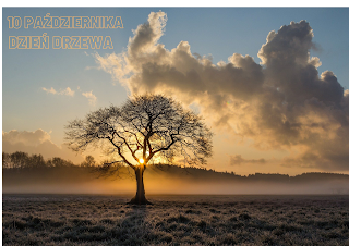 Czarny kontur dzrewa na tle zachodzącego słońca. Na niebie gęste kłębiaste chmury.