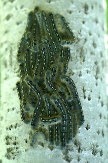 Malacosoma disstria - Livrée des forêts