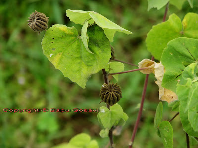 Abutilon indicum