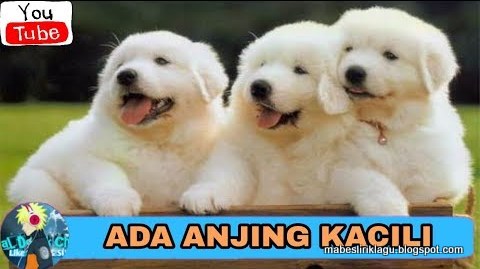 Lirik Lagu Anjing Kacili