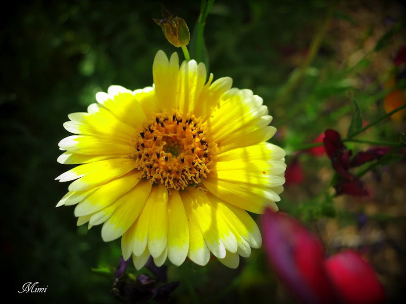 most beautiful Yellow flower in garden very nice photography | 16 Beautiful Examples of Flower Photography | totally Cool pix | best Photographer | big picture | wallpaper