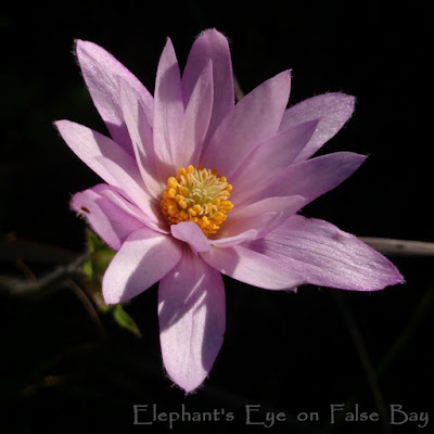 Anemone tenuifolia