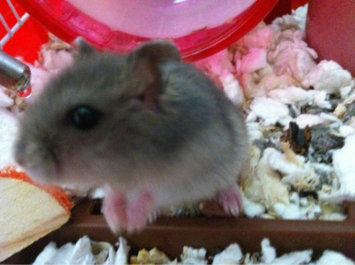 Hình ảnh dễ thương của chuột hamster 