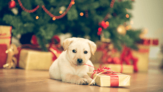 Cadeau de Noël pour chiens - Idées de cadeaux de Noël pour votre chien