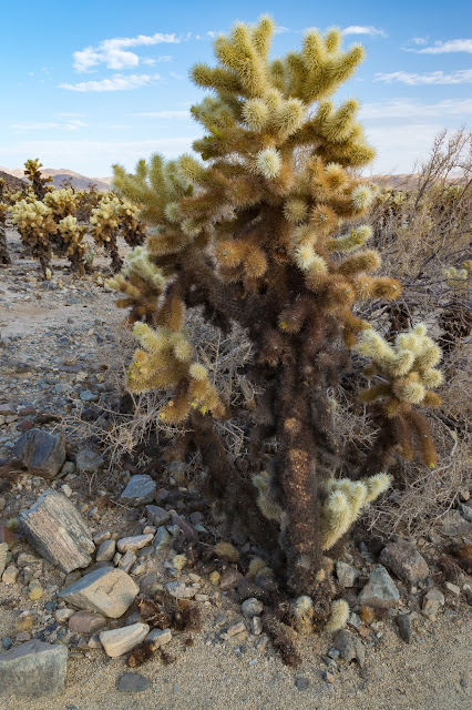 Cholla Cactus Garden, Joshua Tree National Park