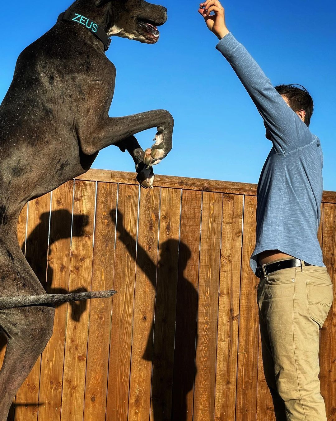 Zeus the Great Dane: Tallest dog alive